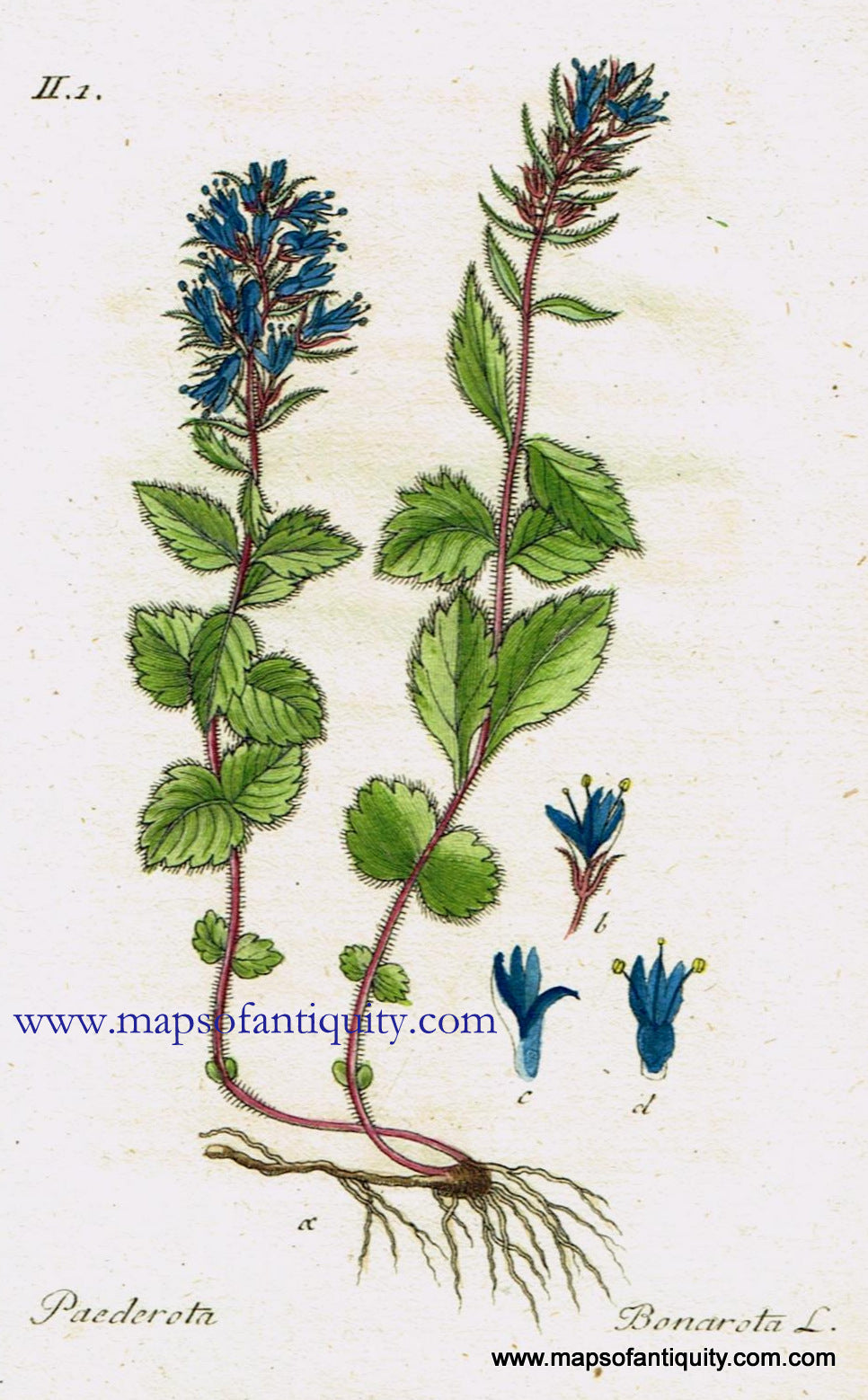Antique-Hand-Colored-Botanical-Print-Paederota-Bonarota-L.-or-bluish-paederota-******-Antique-Prints--Natural-History-Botanical-1808-Jacob-Sturm-Maps-Of-Antiquity