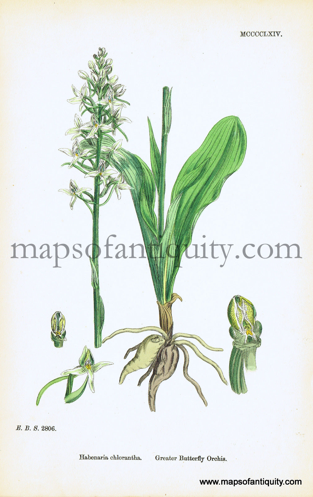 Antique-Hand-Colored-Print-Habenaria-chlorantha-Antique-Prints-Natural-History-Botanical-c.-1860-Sowerby-Maps-Of-Antiquity