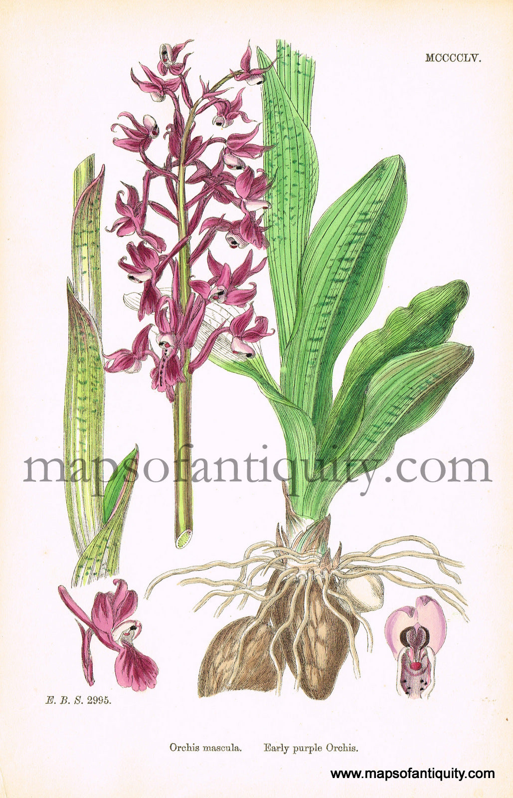 Antique-Hand-Colored-Print-Orchis-mascula-Antique-Prints-Natural-History-Botanical-c.-1860-Sowerby-Maps-Of-Antiquity