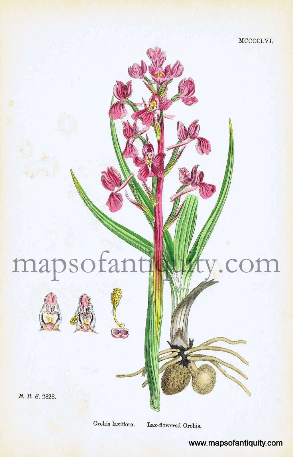 Antique-Hand-Colored-Print-Orchis-laxiflora-Antique-Prints-Natural-History-Botanical-c.-1860-Sowerby-Maps-Of-Antiquity
