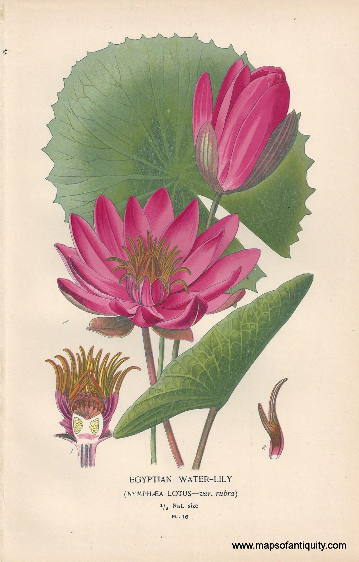 Genuine-Antique-Print-Egyptian-Water-Lily-Nymphaea-Lotus---var-rubra--1896--Maps-Of-Antiquity