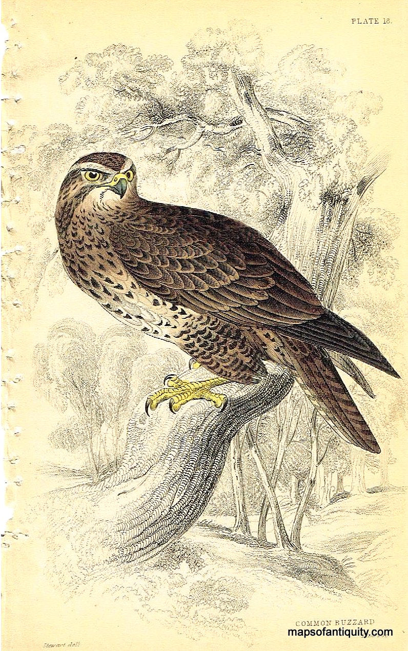 '-Common-Buzzard-Pl.-18-Natural-History-Birds-1834-Jardine-Maps-Of-Antiquity