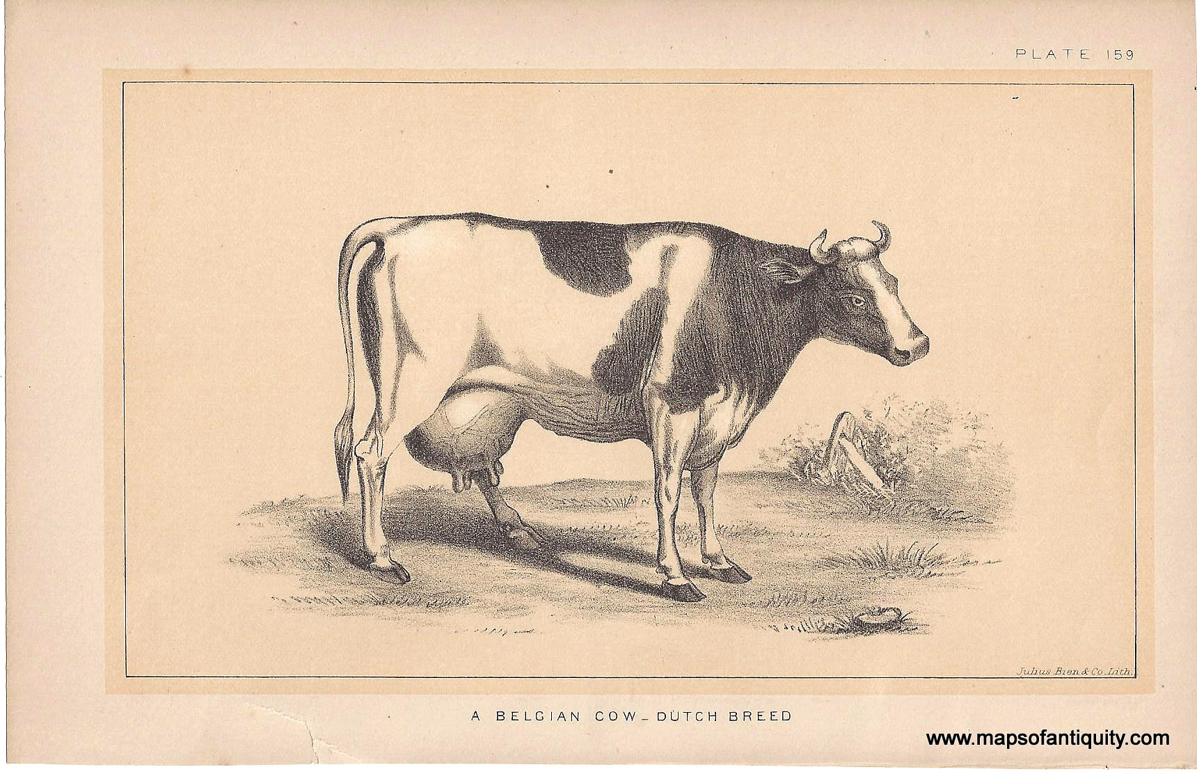 1888 A Belgian Cow Dutch Breed Antique Print Maps Of Antiquity 