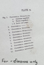 Load image into Gallery viewer, 1854 - Coccinella - Ladybirds or Ladybugs - Antique Print
