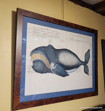 Load image into Gallery viewer, Artistic engraved print of a bowhead whale printed on antique paper with handwriting in pen. The whale is hand-colored in blue and white with gold baleen . It is framed with a blue mat and burlwood frame.
