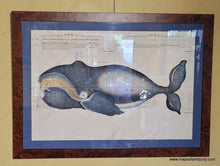 Load image into Gallery viewer, Artistic engraved print of a bowhead whale printed on antique paper with handwriting in pen. The whale is hand-colored in blue and white with gold baleen . It is framed with a blue mat and burlwood frame.
