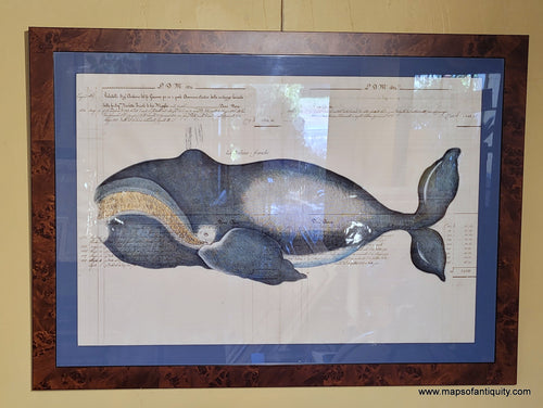 Artistic engraved print of a bowhead whale printed on antique paper with handwriting in pen. The whale is hand-colored in blue and white with gold baleen . It is framed with a blue mat and burlwood frame.