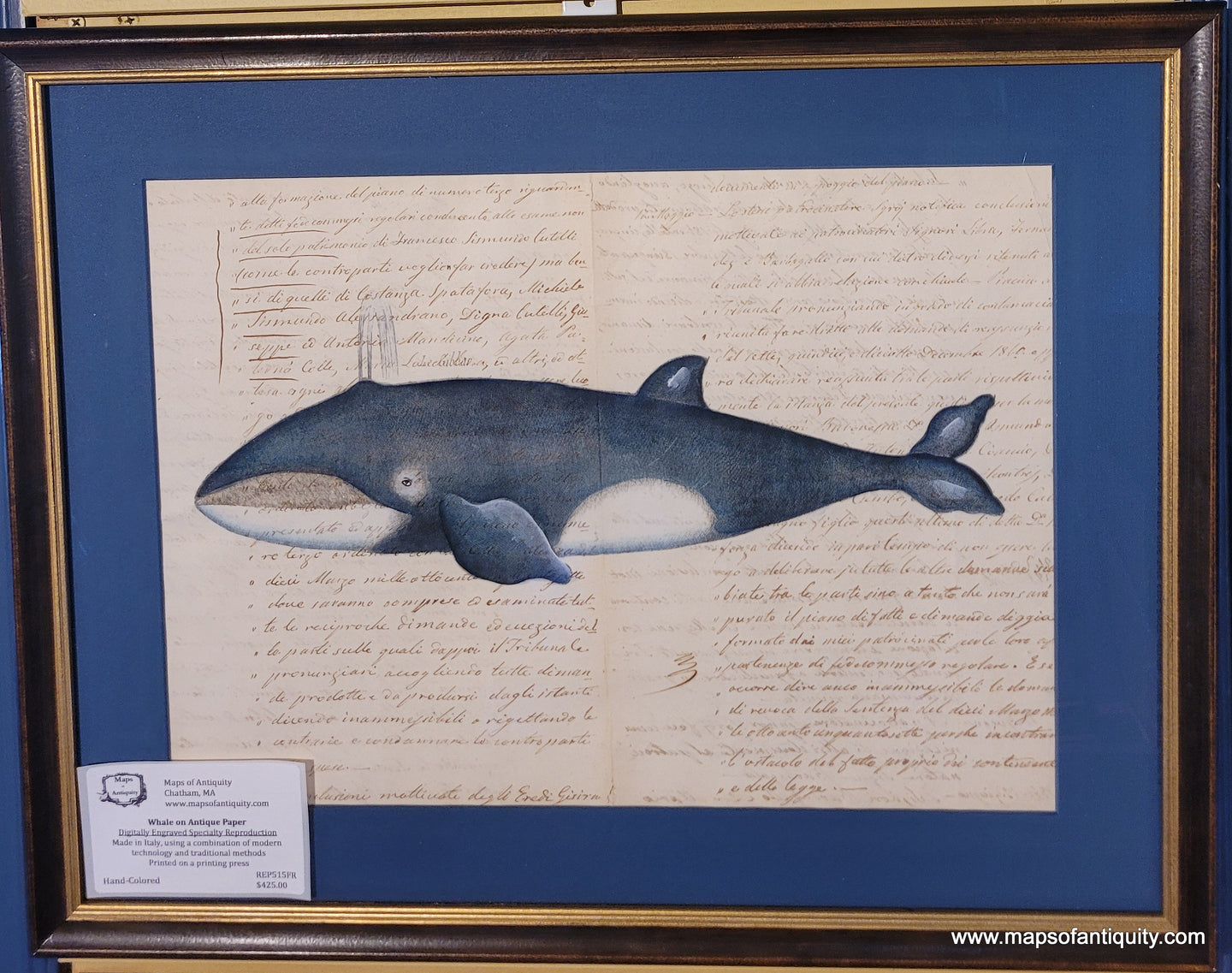 Baleen Whale - Reproduction on Antique Paper (Framed)