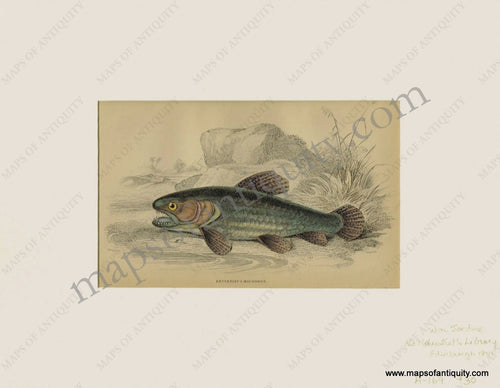 Antique-Print-Prints-Illustration-Illustrations-Engraved-Engraving-Engravings-Natural-History-Diagram-Diagrams-Marine-Fish-Fishing-Erythrinus-Macrodon-The-Haimura-Sea-Aquatic-Naturalist's-Library-Jardine-1841-1840s-1800s-Early-Mid-19th-Century-Maps-of-Antiquity