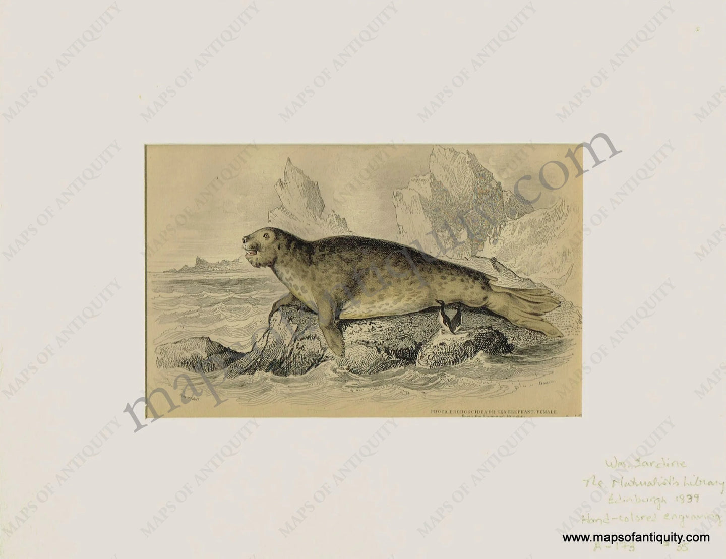 Antique-Print-Prints-Illustration-Illustrations-Engraved-Engraving-Engravings-Natural-History-Diagram-Diagrams-Sea-Phoca-Proboscidea-Elephant-Marine-Animals-Seals-Seal-Sea-Aquatic-Animal-Naturalist's-Library-Jardine-1839-1830s-1800s-Early-Mid-19th-Century-Maps-of-Antiquity