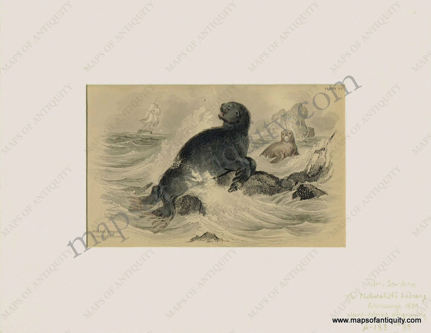 Antique-Print-Prints-Illustration-Illustrations-Engraved-Engraving-Engravings-Natural-History-Diagram-Diagrams-Otaria-Ursina-Marine-Animals-Seals-Seal-Sea-Aquatic-Animal-Naturalist's-Library-Jardine-1839-1830s-1800s-Early-Mid-19th-Century-Maps-of-Antiquity