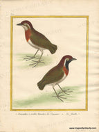 Genuine-Antique-Print-Chestnut-belted-gnateater-male-and-female-1-Fourmillier-a-orielles-blanches-de-Cayenne-2-Sa-femelle-1770-circa-Francois-Nicolas-Martinet-Maps-Of-Antiquity