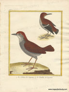 Genuine-Antique-Print-Rufous-capped-antthrush-and-Wing-banded-wren-1-Le-Colma-de-Cayenne-2-Le-Banbla-de-Cayenne-1770-circa-Francois-Nicolas-Martinet-Maps-Of-Antiquity