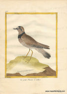 Genuine-Antique-Print-The-Little-Ringed-Plover-Le-Petit-Pluvier-a-collier-1770-circa-Francois-Nicolas-Martinet-Maps-Of-Antiquity