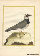 Genuine-Antique-Print-The-Collared-Plover-Le-Pluvier-a-collier-1770-circa-Francois-Nicolas-Martinet-Maps-Of-Antiquity