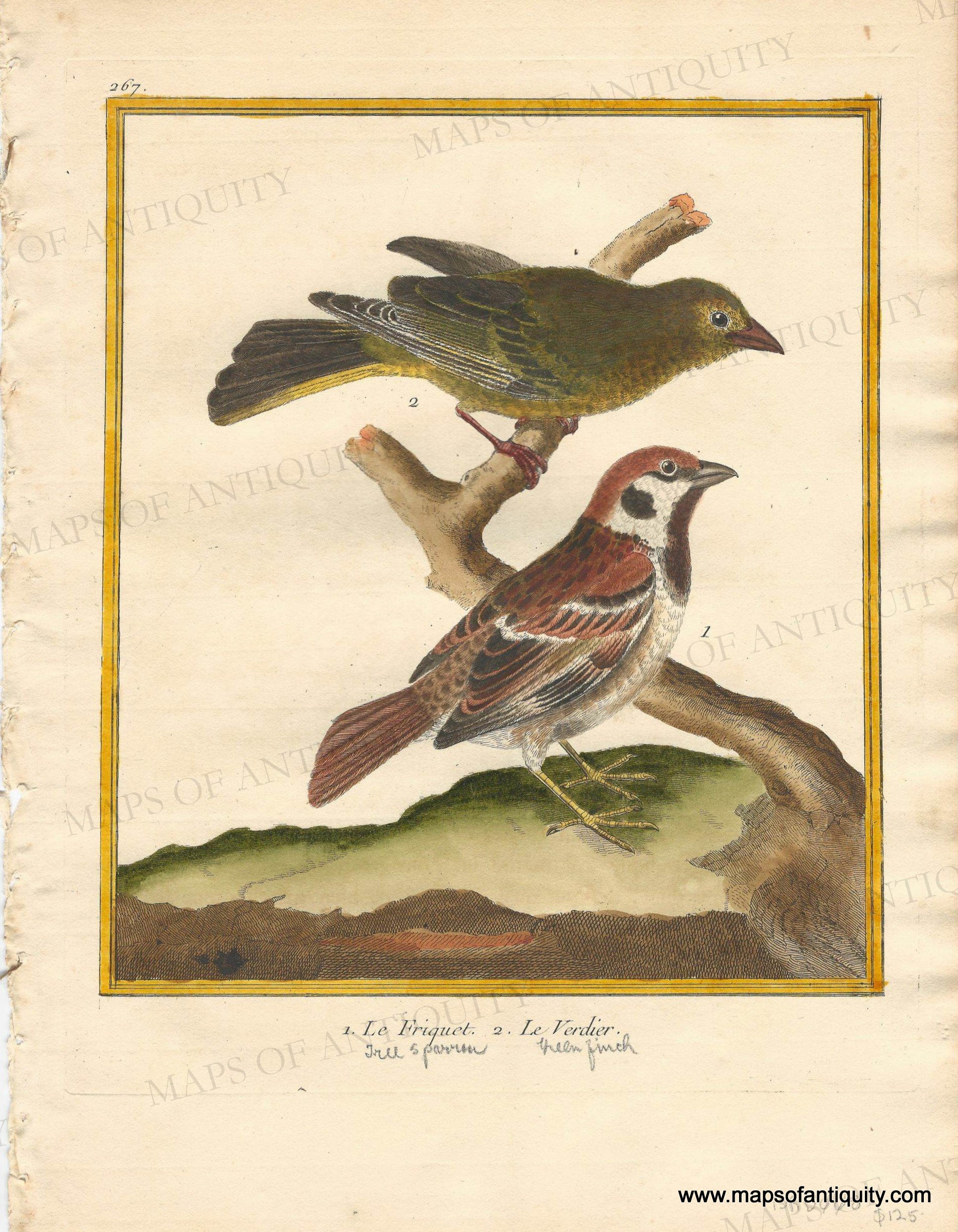 1770 circa - The Tree sparrow and Greenfinch - 1. Le Friquet. 2. Le Ve ...