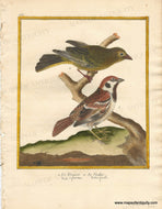 Genuine-Antique-Print-The-Tree-sparrow-and-Greenfinch-1-Le-Friquet-2-Le-Verdier-1770-circa-Francois-Nicolas-Martinet-Maps-Of-Antiquity
