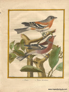 Genuine-Antique-Print-Eurasian-chaffinch-1-Pincon-2-Pincon-Dardennes-1770-circa-Francois-Nicolas-Martinet-Maps-Of-Antiquity