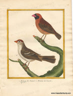 Genuine-Antique-Print-Senegal-Sparrow-and-Canadian-Sparrow-1-Moineau-du-Senegal-2-Moineau-du-Canada-1770-circa-Francois-Nicolas-Martinet-Maps-Of-Antiquity