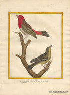 Genuine-Antique-Print-Sparrow-from-the-Isle-de-France-and-female-1-Moineau-de-lIsle-de-France-2-sa-femelle-1770-circa-Francois-Nicolas-Martinet-Maps-Of-Antiquity