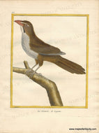 Genuine-Antique-Print-Buff-throated-saltator-Le-Griverd-de-Cayenne-1770-circa-Francois-Nicolas-Martinet-Maps-Of-Antiquity