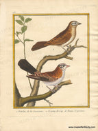 Genuine-Antique-Print-Ortolan-bunting-Cape-bunting-1-Ortolan-de-la-Louisiane-2-Ortolan-du-Cap-de-Bonne-Esperance-1770-circa-Francois-Nicolas-Martinet-Maps-Of-Antiquity