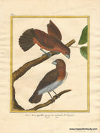 1770 circa - Grosbeaks (also called Fan-tailed Grosbeaks) of Virginia - Gros-Becs, appelles queue en eventail, de Virginie - Genuine Antique Print