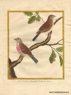 Genuine-Antique-Print-Linnets-1-La-Linotte-2-La-petite-Linotte-de-Vignes-1770-circa-Francois-Nicolas-Martinet-Maps-Of-Antiquity