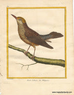 Genuine-Antique-Print-Female-Blue-Rock-Thrush-Merle-Solitaire-des-Philippines-1770-circa-Francois-Nicolas-Martinet-Maps-Of-Antiquity