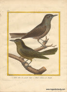 1770 circa - 1. Olive Thrush, from the East Indies. 2. Solitary Thrush, from Manila. - 1. Merle Olive, des grandes Indes. 2. Merle Solitaire, de Manille. - Genuine Antique Print