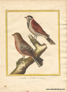 Genuine-Antique-Print-The-Ortolan-Bunting-1-LOrtolan-2-LOrtolan-de-Roseaux-1770-circa-Francois-Nicolas-Martinet-Maps-Of-Antiquity
