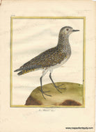 Genuine-Antique-Print-The-European-Golden-Plover-Le-Pluvier-dore-1770-circa-Francois-Nicolas-Martinet-Maps-Of-Antiquity