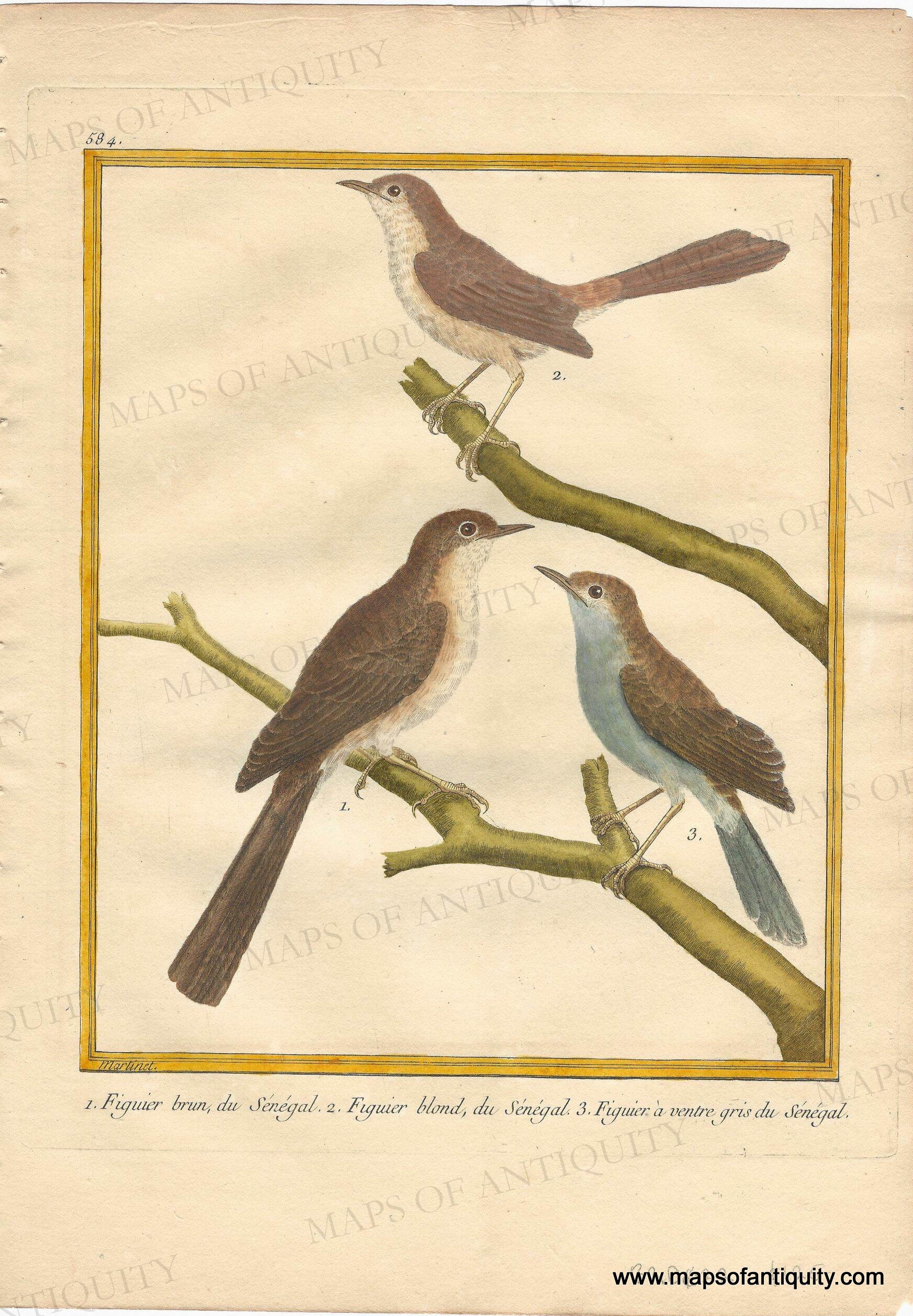 1770 circa - Perching birds of Senegal - 1. Figuier brun, du Senegal ...