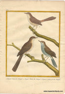 1770 circa - Perching birds of Senegal - 1. Figuier brun, du Senegal. 2. Figuier blond, du Senegal. 3. Figuier a ventre gris du Senegal - Genuine Antique Print
