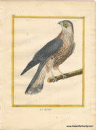Genuine-Antique-Print-The-Rock-kestrel-Le-Rochier-1770-circa-Francois-Nicolas-Martinet-Maps-Of-Antiquity