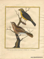 1770 circa - Greenfinches from the Cape of Good Hope and Haiti - 1. Verdier, du Cap de Bonne Esperance. 2. Verdier, de St Domingue - Genuine Antique Print