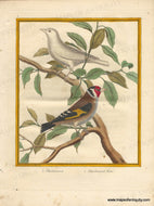 Genuine-Antique-Print-European-Goldfinch-and-white-goldfinch-1-Chardonneret-2-Chardonneret-blanc-1770-circa-Francois-Nicolas-Martinet-Maps-Of-Antiquity