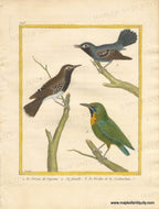 1770 circa - Sooty-headed Babbler and Javan leafbird - 1. Le Grisin, de Cayenne. 2. Sa femelle. 3. Le Verdin de la Cochinchine. - Genuine Antique Print