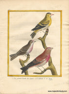Genuine-Antique-Print-Linnet-Twite-and-Siskin-1-La-grande-Linotte-des-Vignes-2-le-Cabaret-3-le-Tarin-1770-circa-Francois-Nicolas-Martinet-Maps-Of-Antiquity