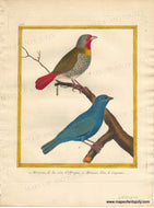 Genuine-Antique-Print-Red-headed-finch-and-Indigo-bunting-1-Moineau-de-la-cote-dAfrique-2-Moineau-bleu-de-Cayenne-1770-circa-Francois-Nicolas-Martinet-Maps-Of-Antiquity