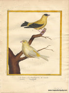 Genuine-Antique-Print-Canary-and-Goldfinch-1-Le-Serin-2-Le-Chardonneret-du-Canada-1770-circa-Francois-Nicolas-Martinet-Maps-Of-Antiquity