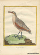 Genuine-Antique-Print-The-Spotted-Crake-Le-Rale-de-Genet-1770-circa-Francois-Nicolas-Martinet-Maps-Of-Antiquity