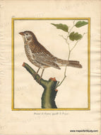 Genuine-Antique-Print-Corn-Bunting-Bruant-de-France-appelle-le-Proyer-1770-circa-Francois-Nicolas-Martinet-Maps-Of-Antiquity