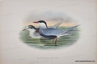 Antique print showing two birds- whiskered terns- a male and a female sitting on the water surface with a sunset behind.