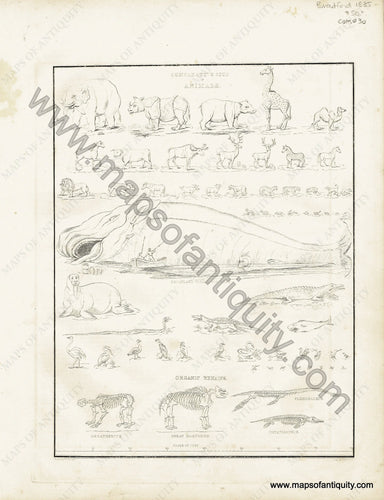 Antique-Hand-Black-and-White-Map-Comparative-Size-of-Animals-Comparative-Maps--1835-T.G.-Bradford-Maps-Of-Antiquity