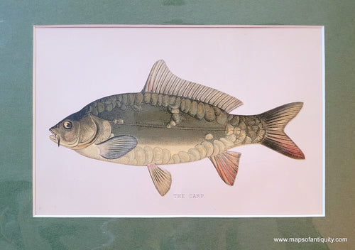 Genuine-Antique-Print-The-Carp-1900-Denton-Maps-Of-Antiquity