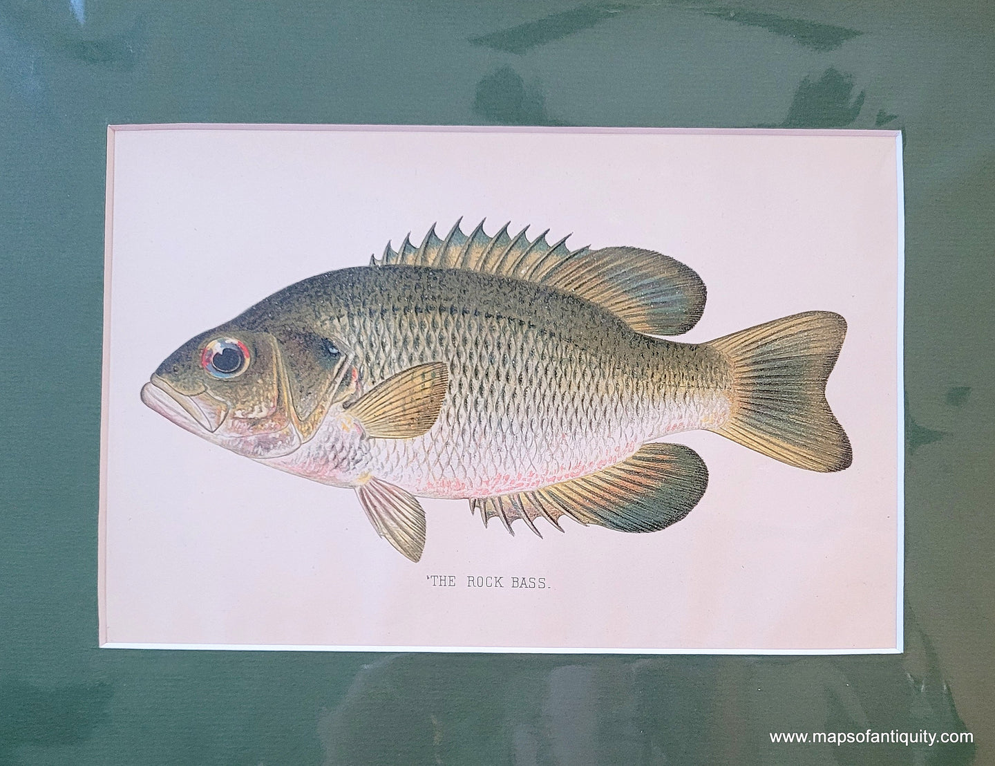 Genuine-Antique-Print-The-Rock-Bass-1900-Denton-Maps-Of-Antiquity