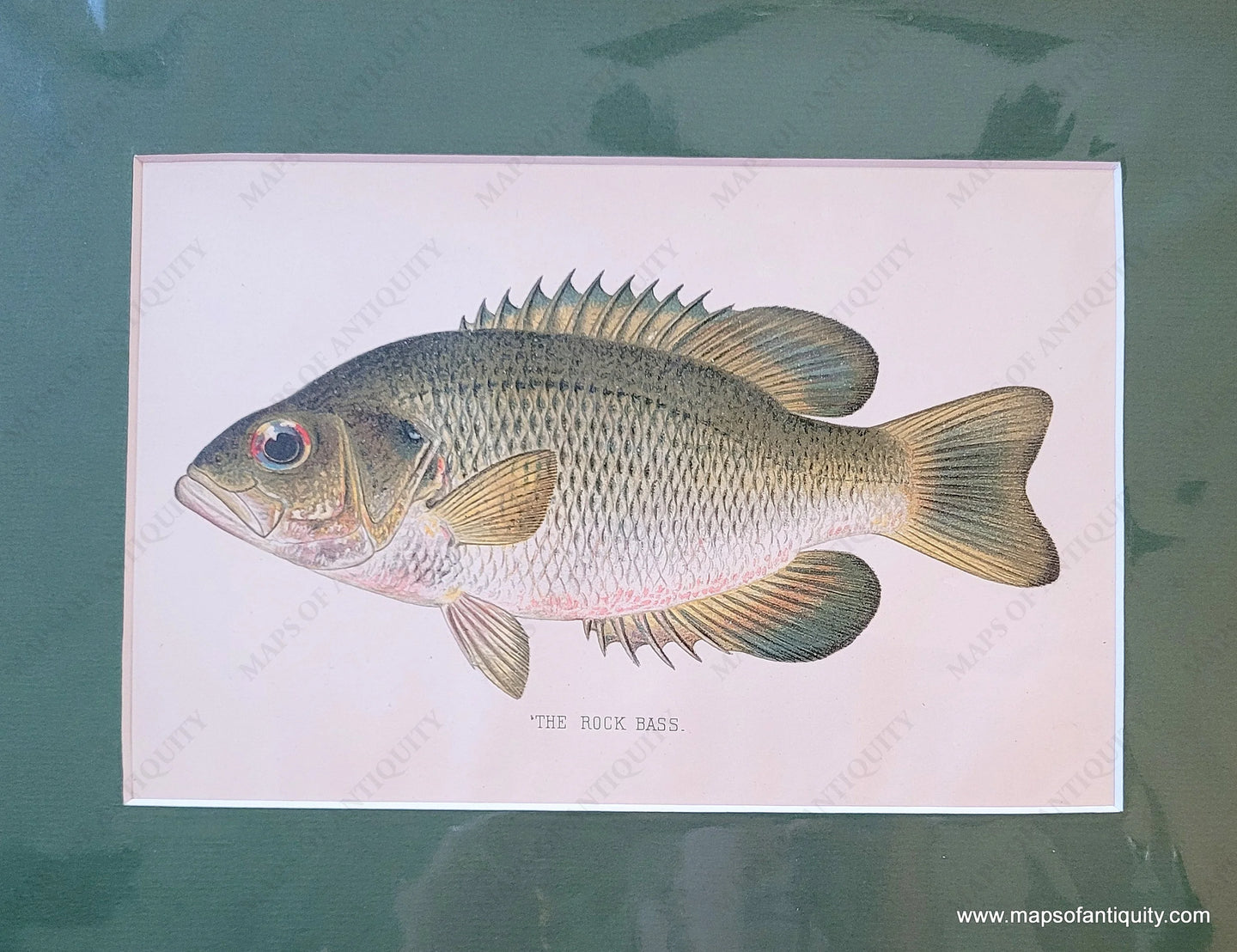 Genuine-Antique-Print-The-Rock-Bass-1900-Denton-Maps-Of-Antiquity