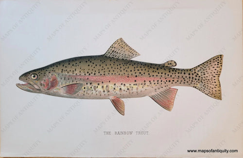 Genuine-Antique-Print-The-Rainbow-Trout-1900-Denton-Maps-Of-Antiquity