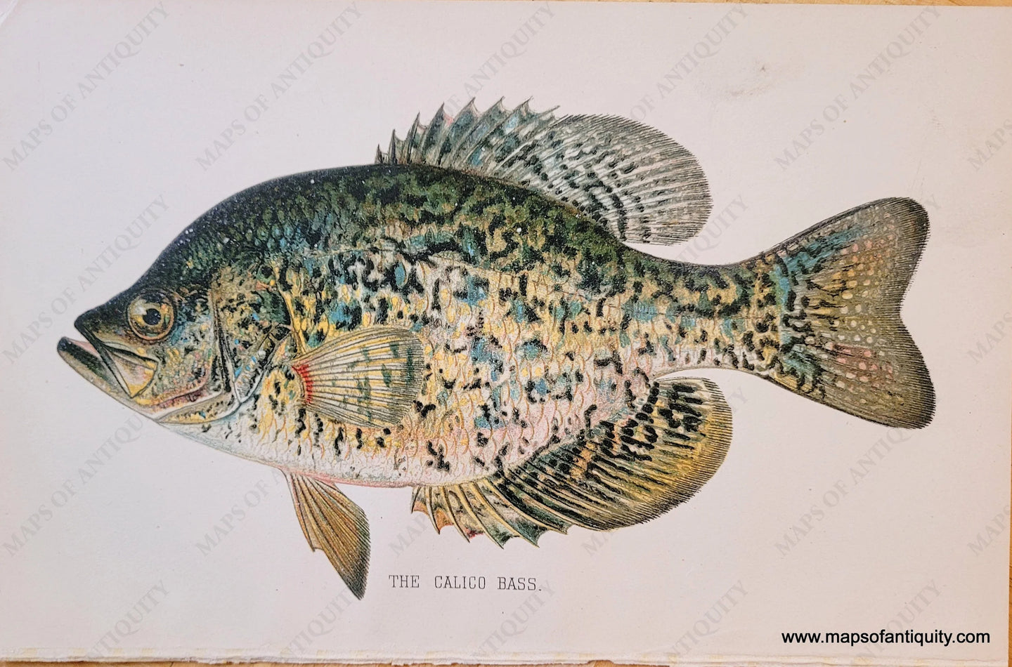 Genuine-Antique-Print-The-Calico-Bass-1900-Denton-Maps-Of-Antiquity